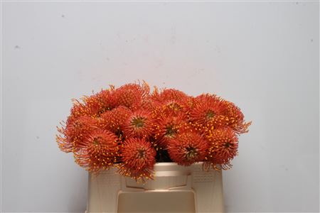 Leucospernum(pins) Gold Dust 30cm