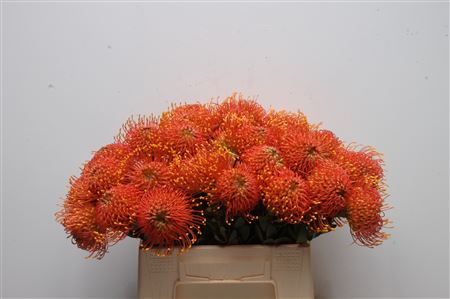 Leucospernum(pins) Gold Dust 35cm