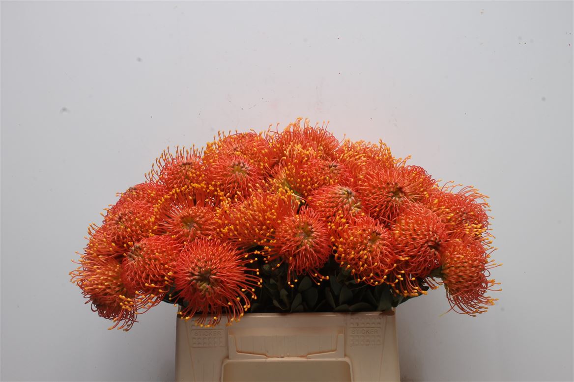 Leucospermum Gold Dust 35cm