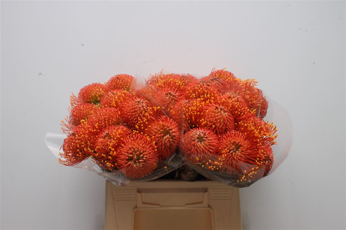 Leucospermum Gold Dust 40cm
