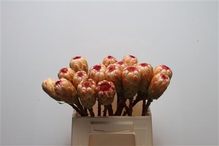 Protea Grandicolor 40cm