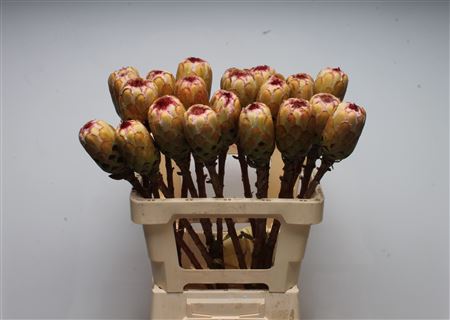 Protea Grandicolor 60cm
