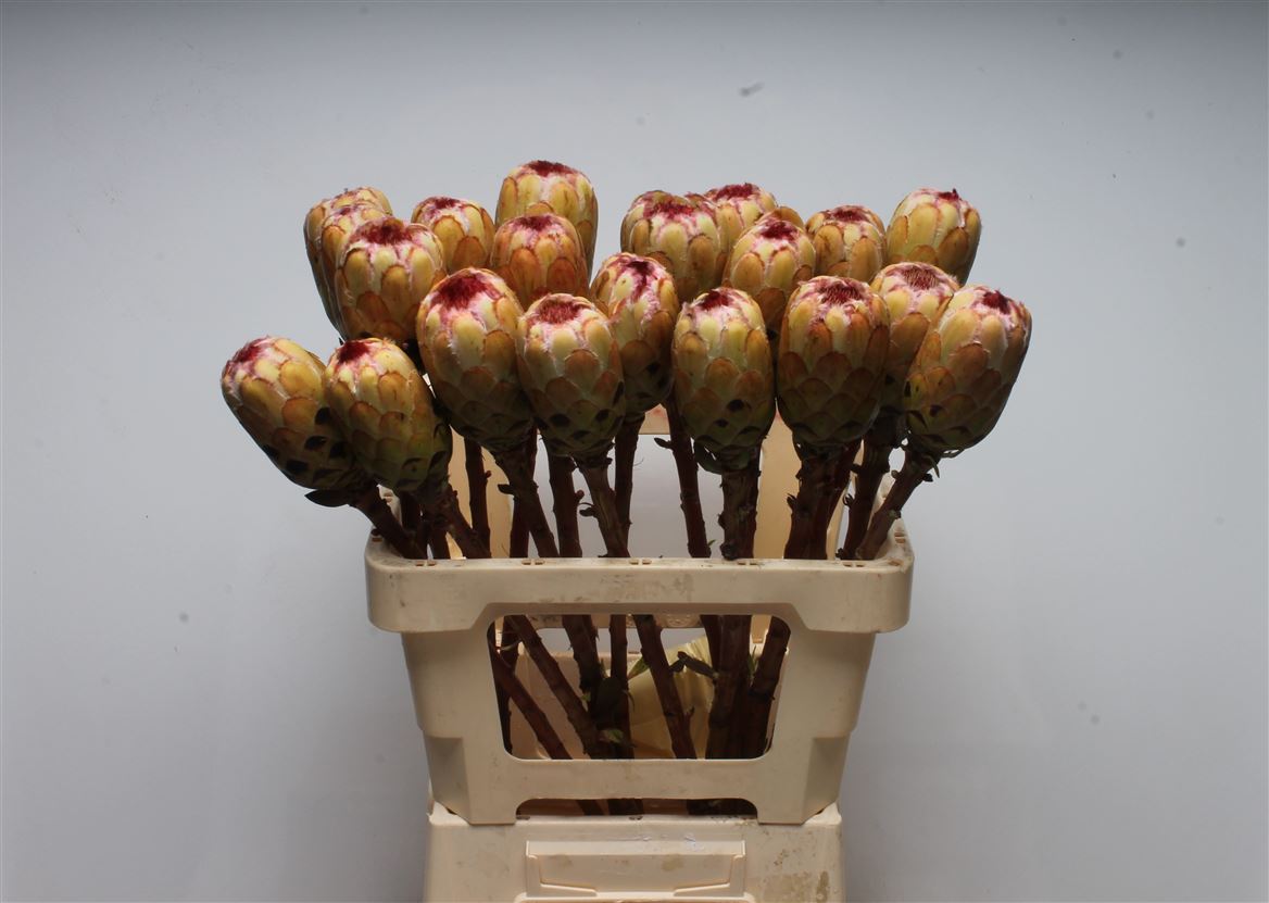 Protea Grandicolor 60cm