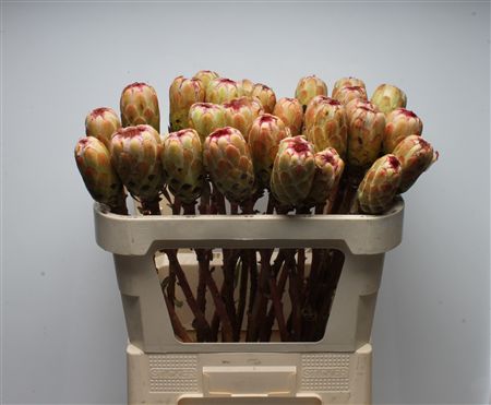 Protea Grandicolor 70cm