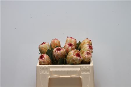 Protea Grandicolor 30cm