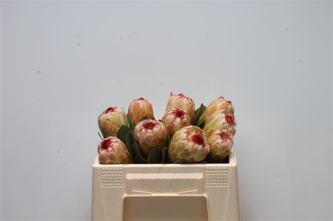 Protea Grandicolor 30cm