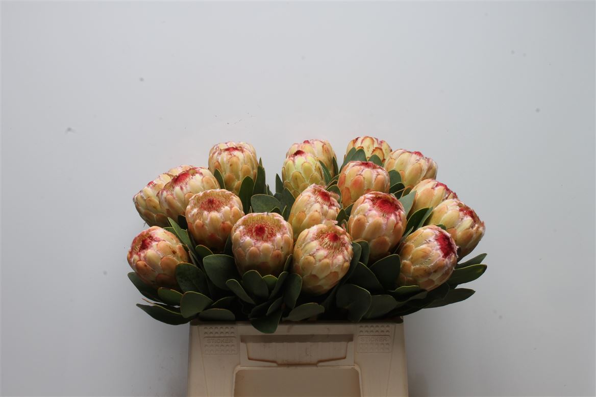 Protea Grandicolor 40cm