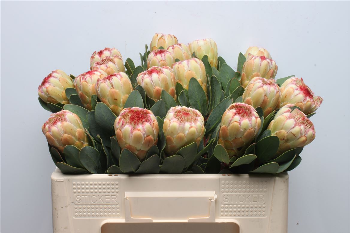 Protea Grandicolor 50cm
