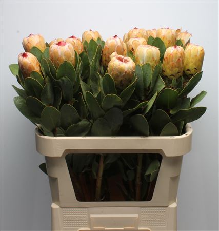 Protea Grandicolor 80cm