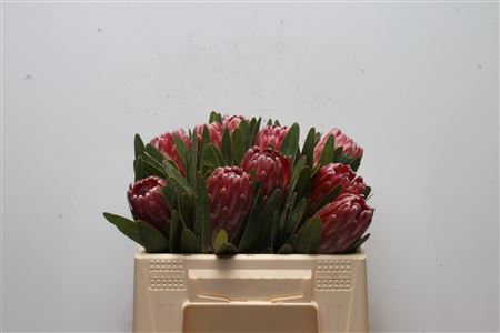 Protea Lancelot