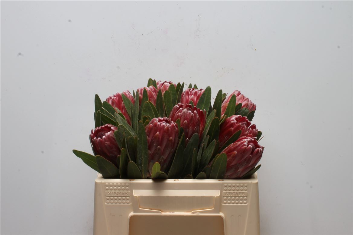 Protea Lancelot 30cm