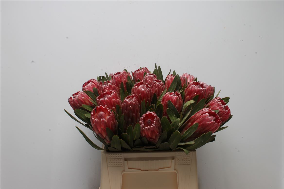 Protea Lancelot 40cm