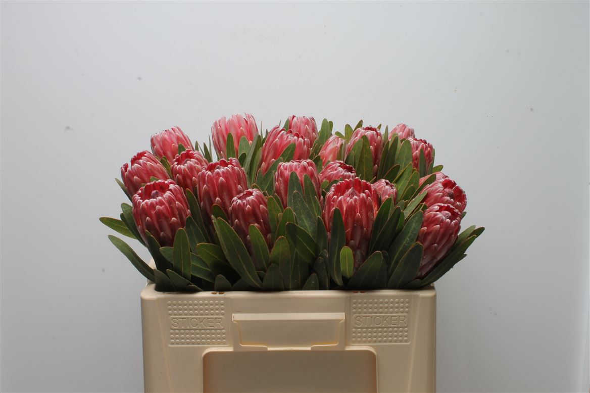 Protea Lancelot 50cm