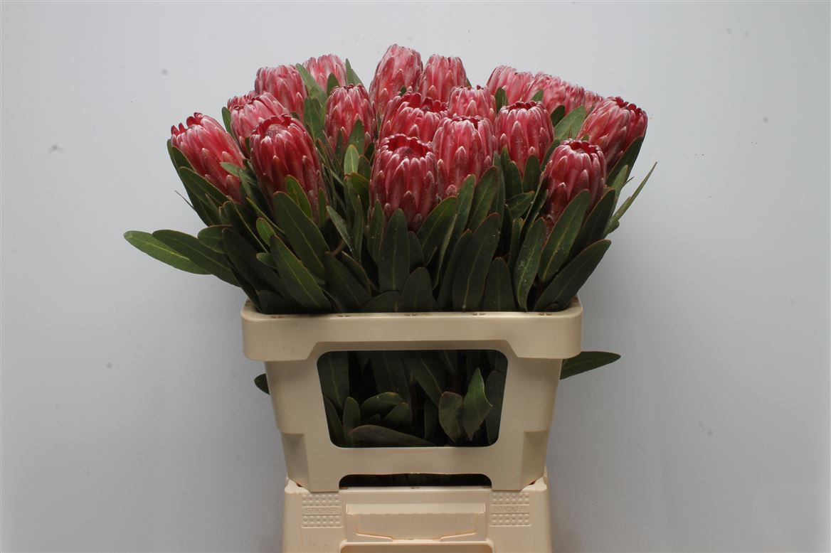 Protea Lancelot 60cm