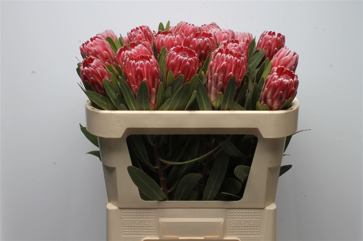 Protea Lancelot 70cm