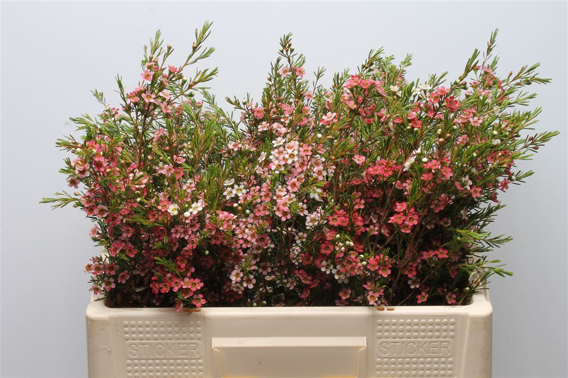 Chamelaucium My Sweet Sixteen 55cm 20gr.