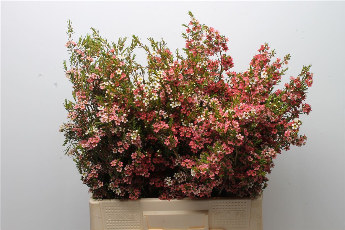 Chamelaucium My Sweet Sixteen 60cm 40gr.