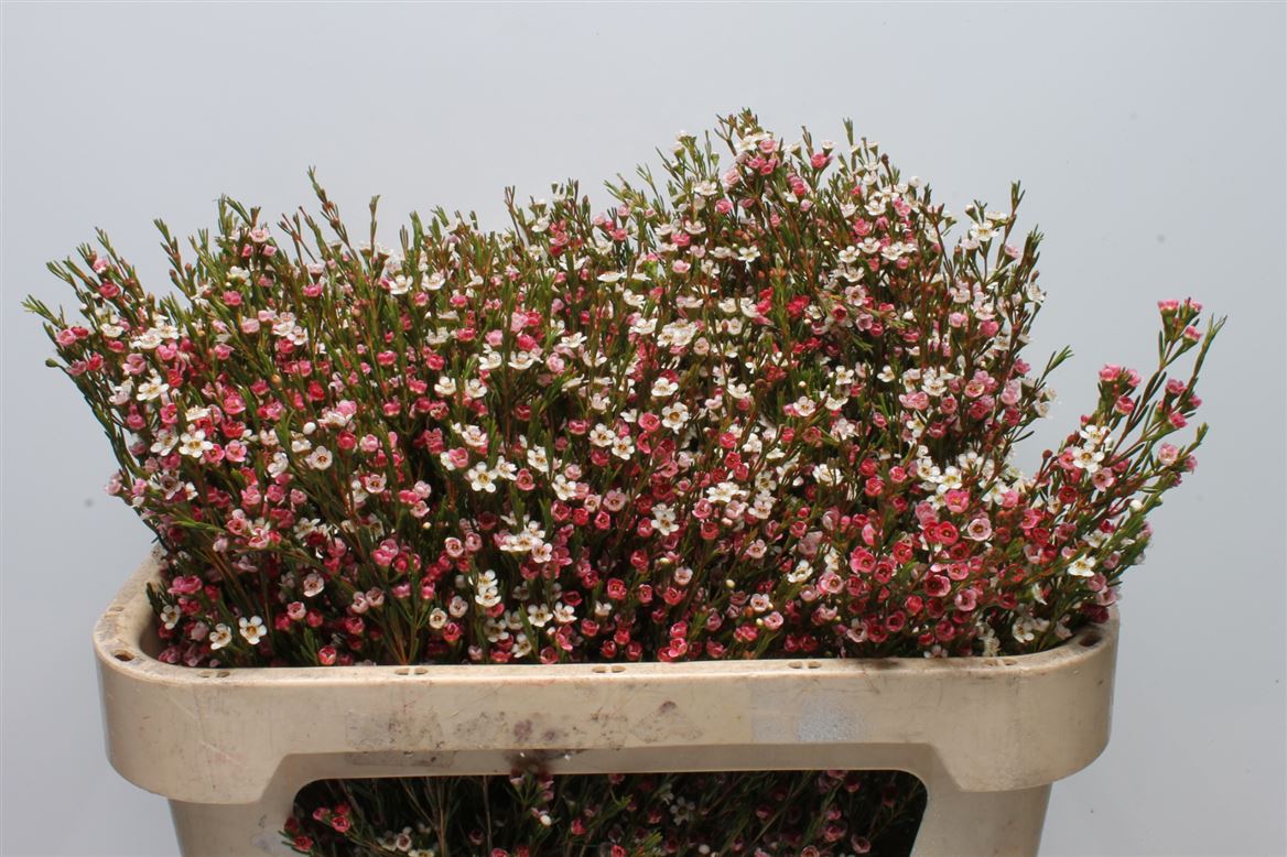 Chamelaucium My Sweet Sixteen 70cm 40gr.