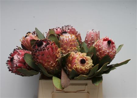 Protea Magnifica
