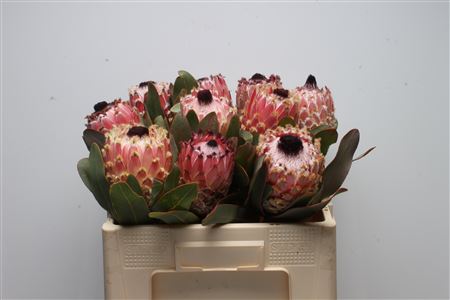 Protea Magnifica