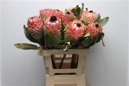 Protea Magnifica