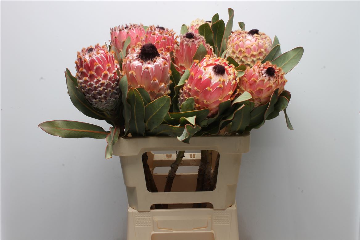 Protea Magnifica 60cm