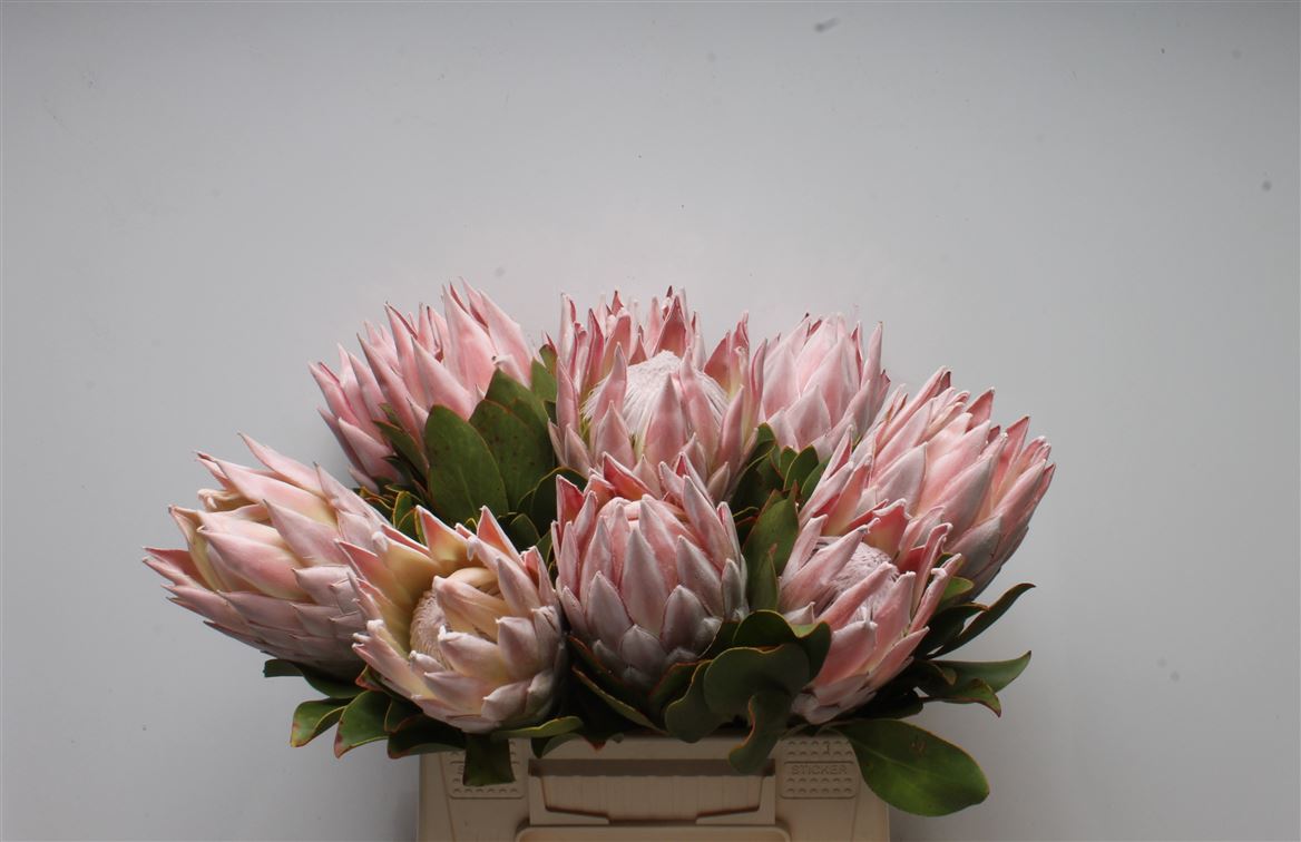 Protea Cynaroides 40cm