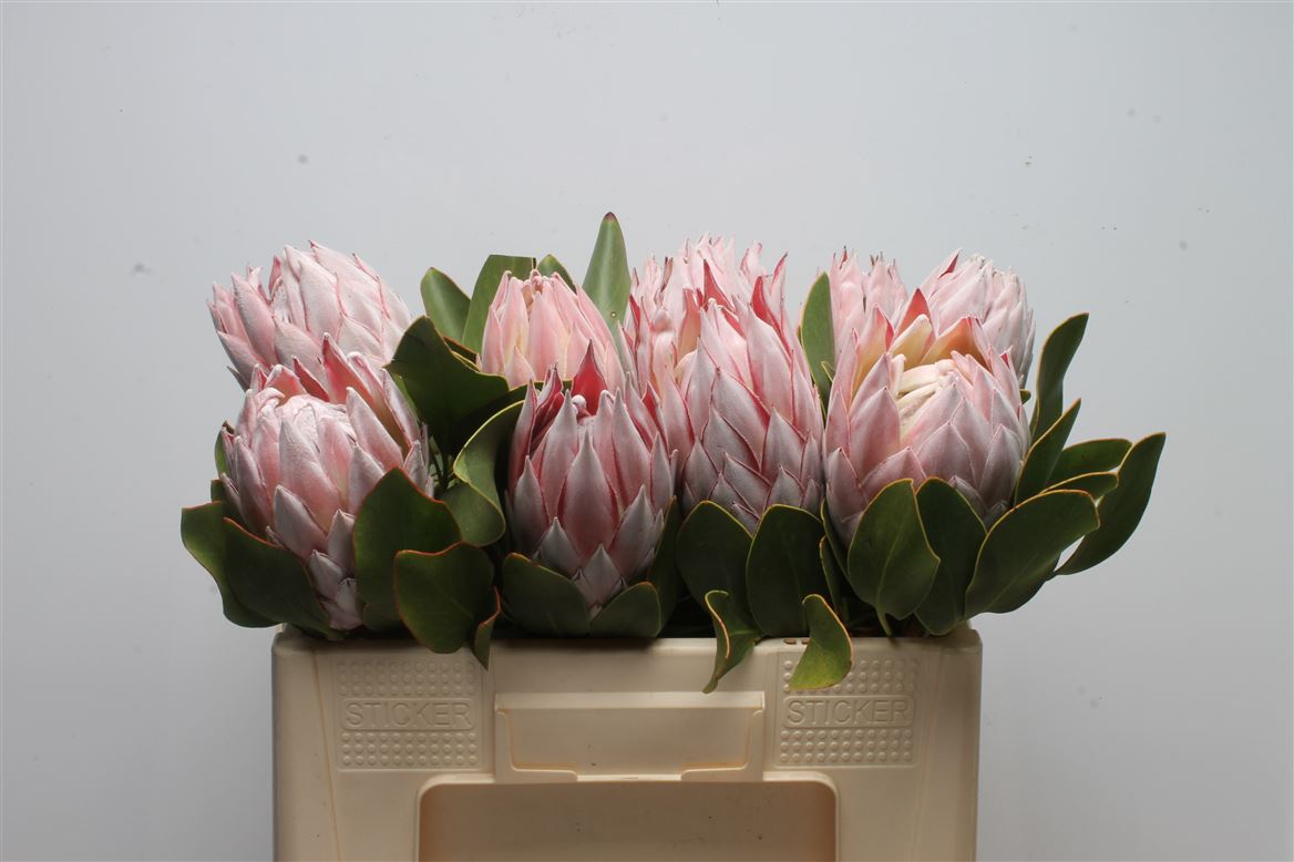 Protea Cynaroides 50cm