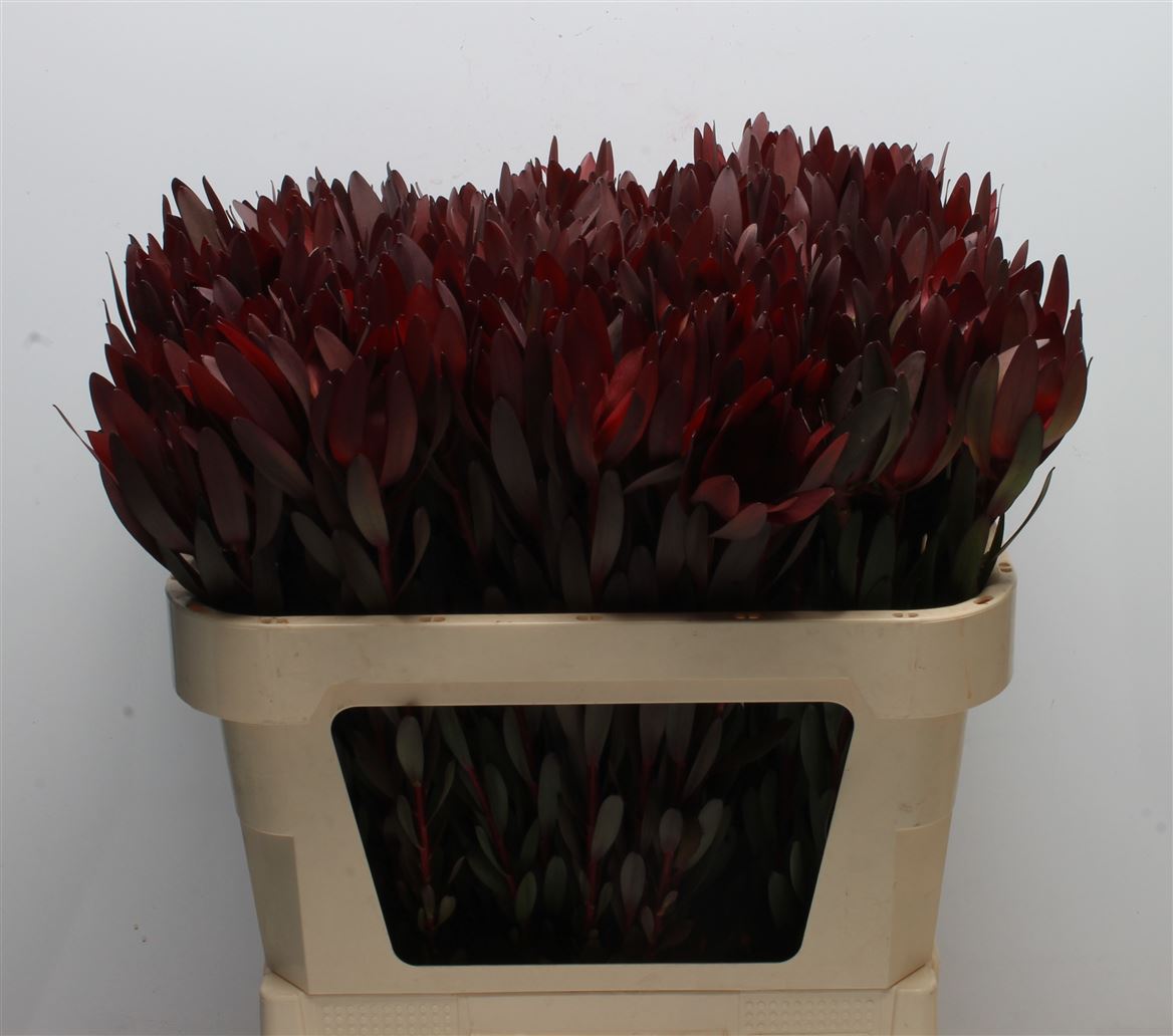 Leucadendron Safari Sunset 70cm