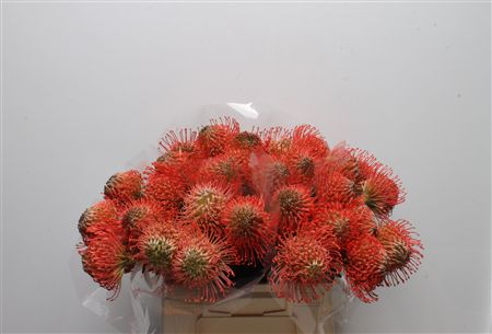 Leuco Ayoba Pink
