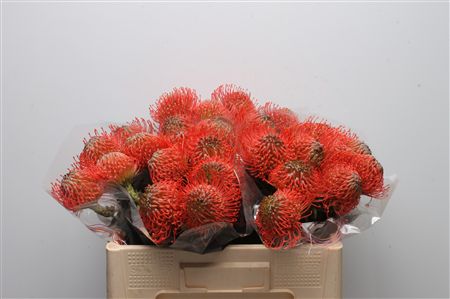Leuco Ayoba Pink