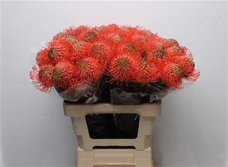 Leuco Ayoba Pink