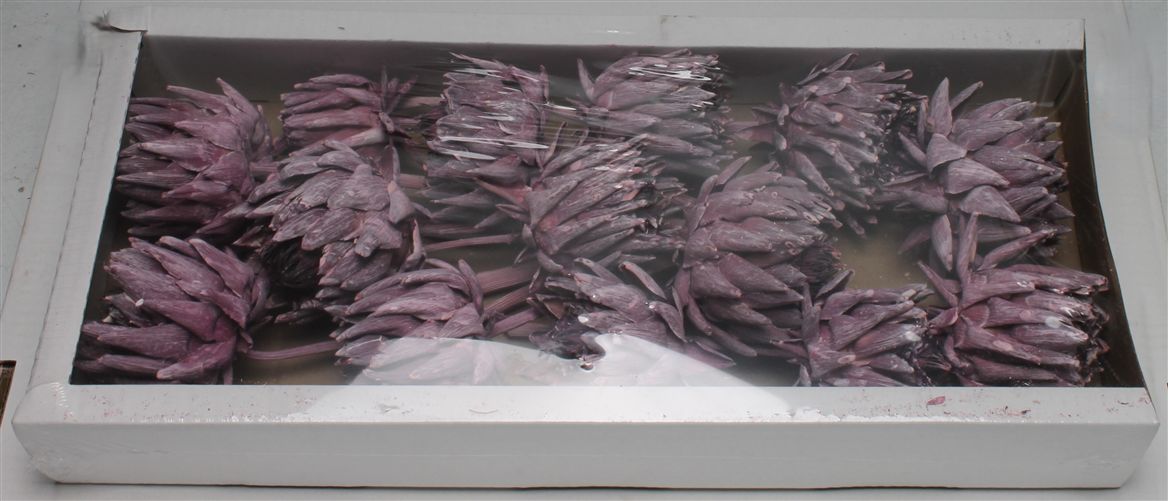 Cynara Frosted Brombeer