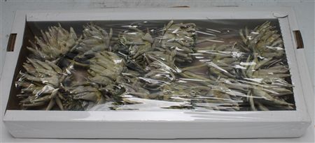 Artichoke Dark Green Frosted