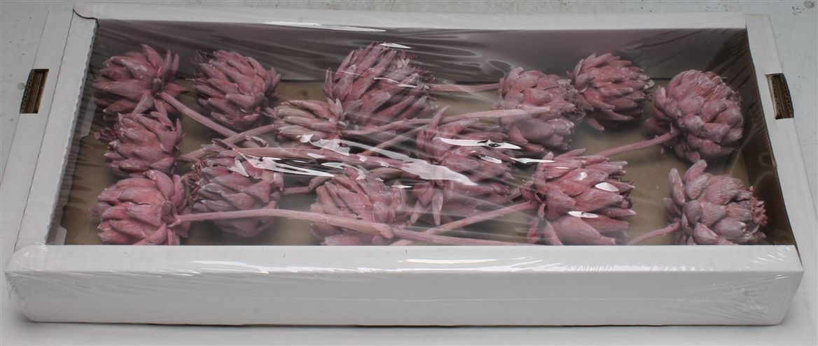 Cynara Frosted Erica