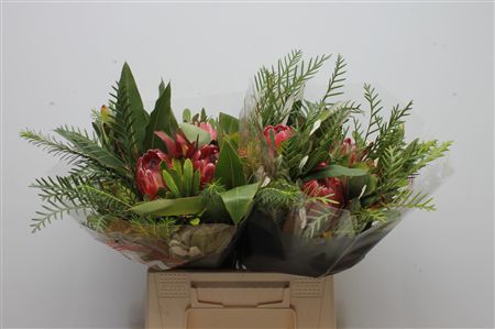 Protea 40cm