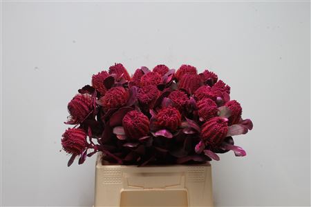 Banksia Coccinea Cerise