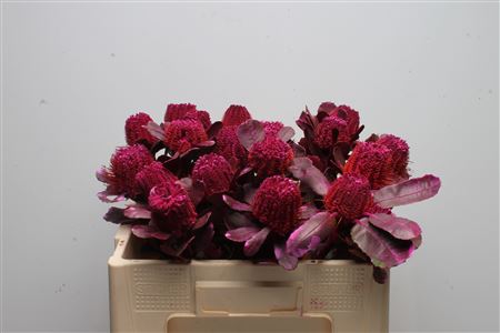 Banksia Coccinea Cerise