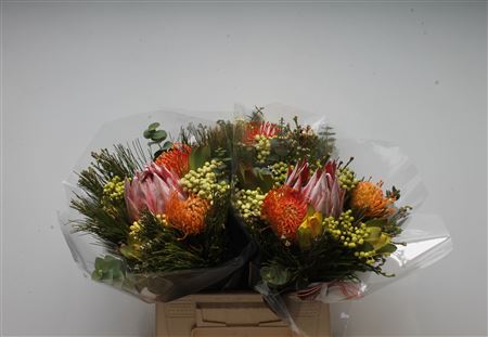 Protea 40cm