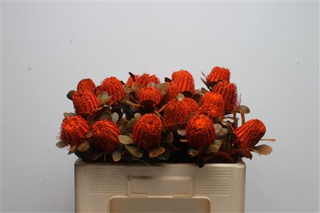 Banksia Coccinea Orange