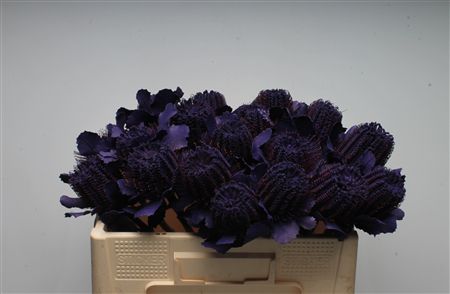 Banksia Coccinea Purple