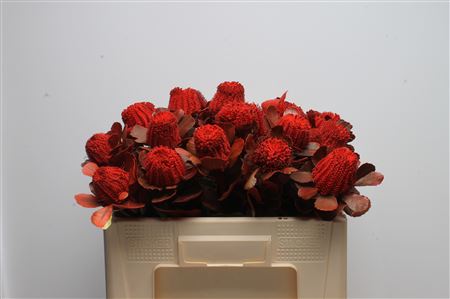 Banksia Coccinea Red