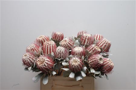 Banksia Coccinea White