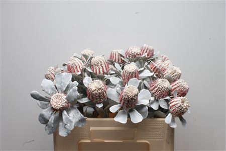 Banksia Coccinea White