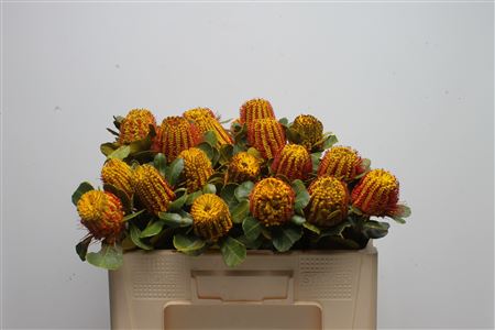 Banksia Coccinea Yellow