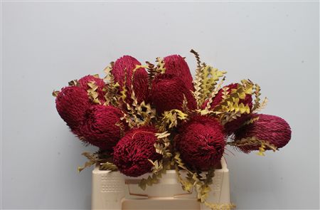 Banksia Speciosa Painted 40cm