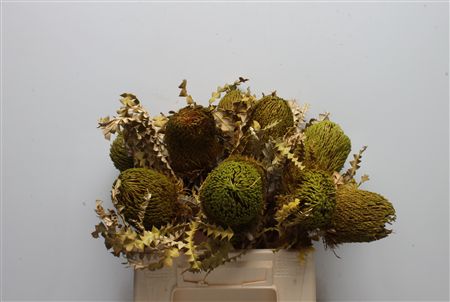 Banksia Speciosa Painted 40cm