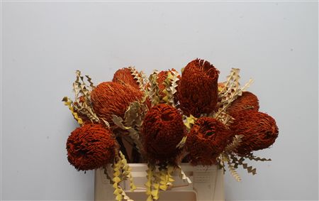 Banksia Speciosa Painted 40cm