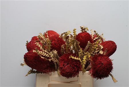 Banksia Speciosa Painted 40cm