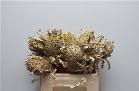 Banksia Speciosa Painted 40cm